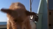 Como Educar un Perro Adulto