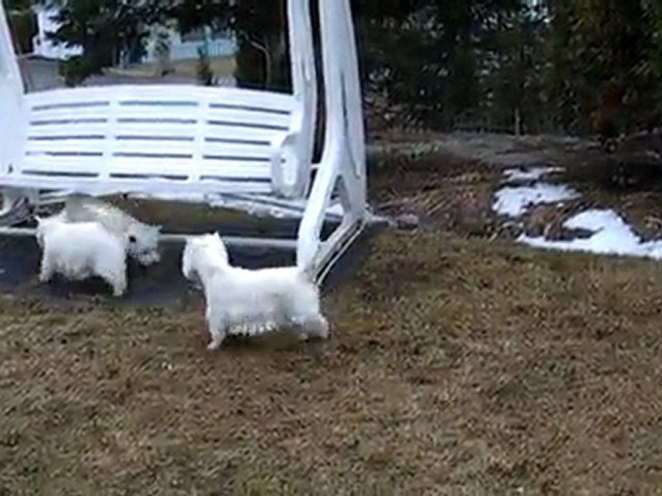 Mes Westies