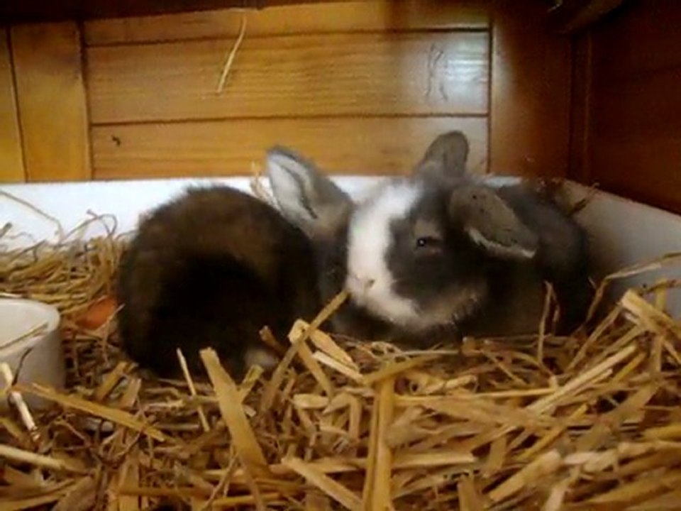 Photo 229 bébés lapins bélier angora teddy garenne et leur maman vodka chez les pimpims teddy's du cabanon