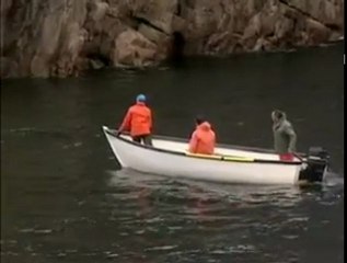 Polar Bear Rescue