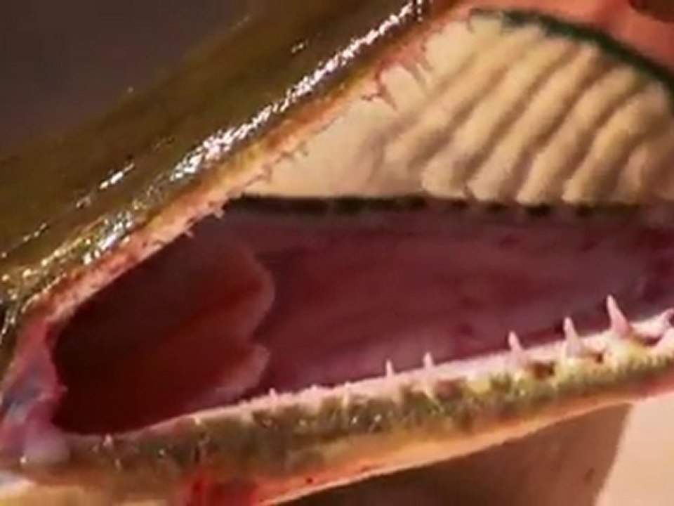 Gar Fish Catch and Exam