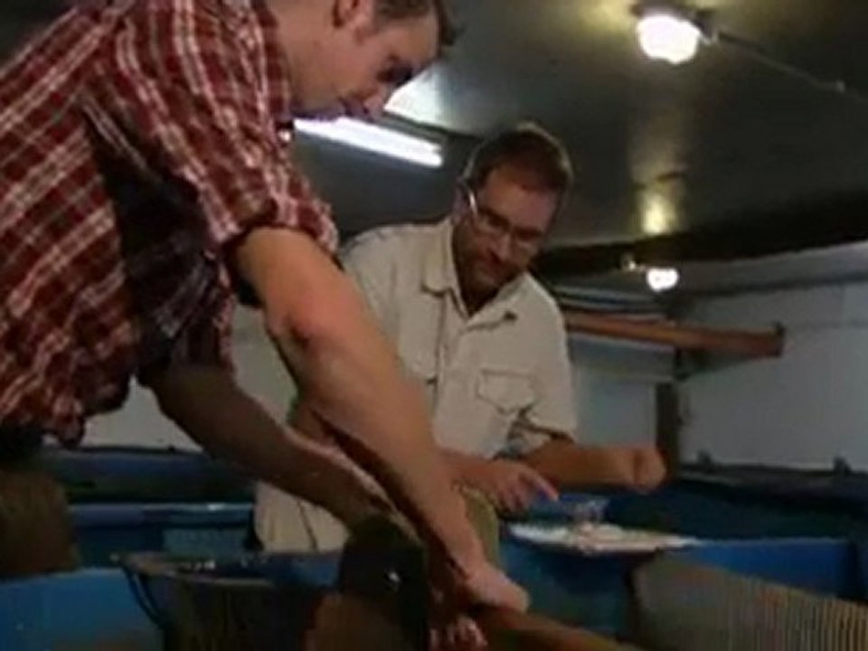 Inside A Catfish Nursery
