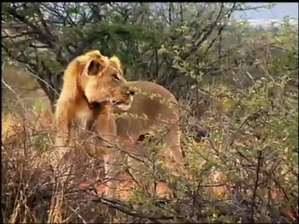How strong is a lion's bite?