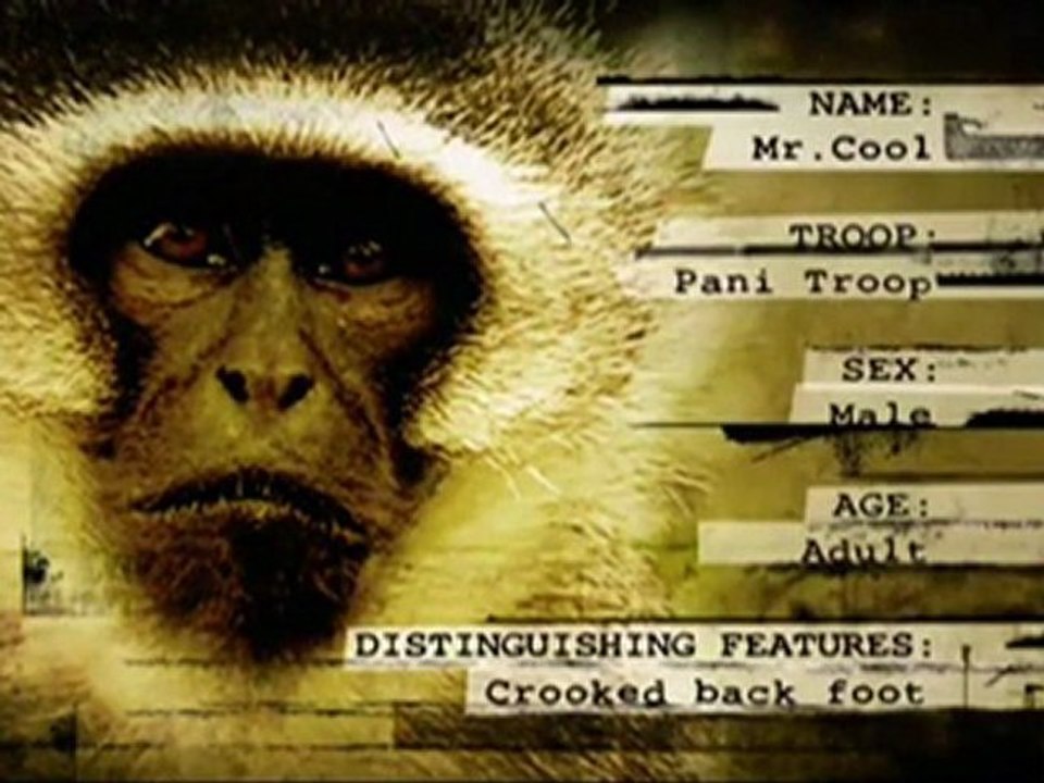 Monkey gangs face off