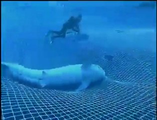 Diver rescues killer sharks