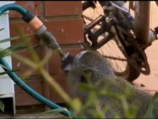 Sisterhood within monkey gangs