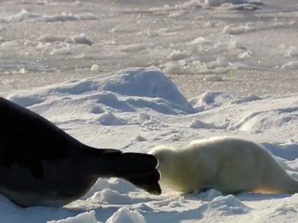 Baby seals in the Arctic