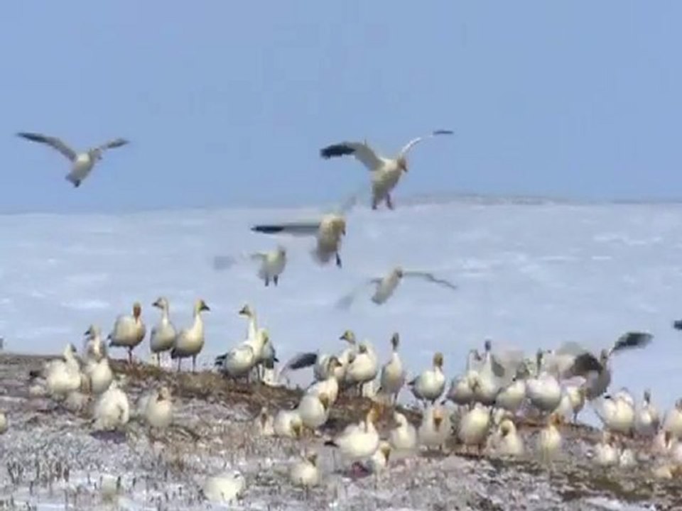 Polar bears, foxes and more arctic wildlife