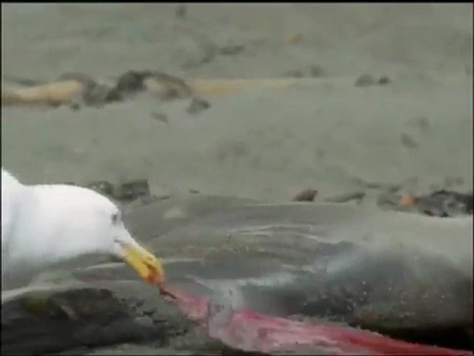Big Sur's Elephant Seals