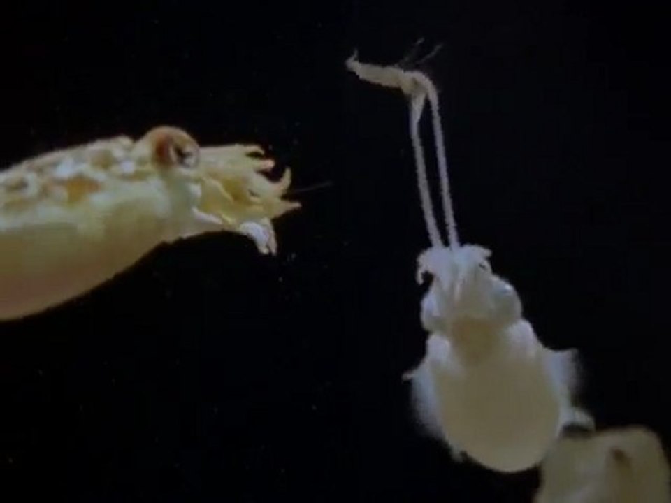 Killer Cuttlefish