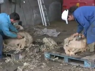 Leaving the Vineyards Behind