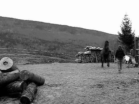 Travail en liberté avec mon cheval