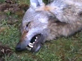 KURDUN VURULDUĞU İDDİASI