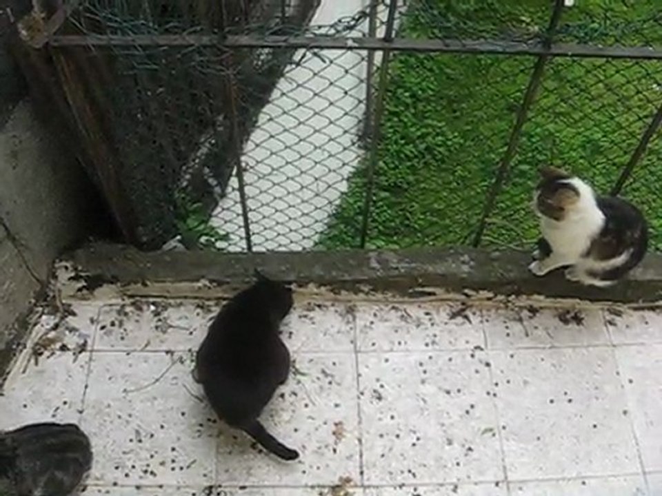 ARKA PENCERENİN ALTINDA MAMA BEKLEYEN KEDİLER