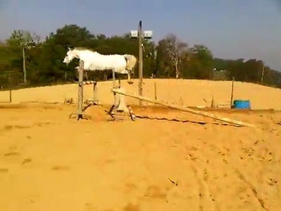 PALADIN DES GRAVES liberté