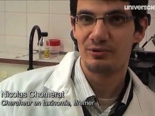 Les veilleurs du plancton