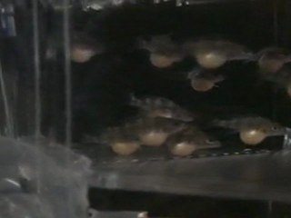 BLUE ZAİRE MOBA YUMURTALARI  19.04.2011  SAAT.13.00