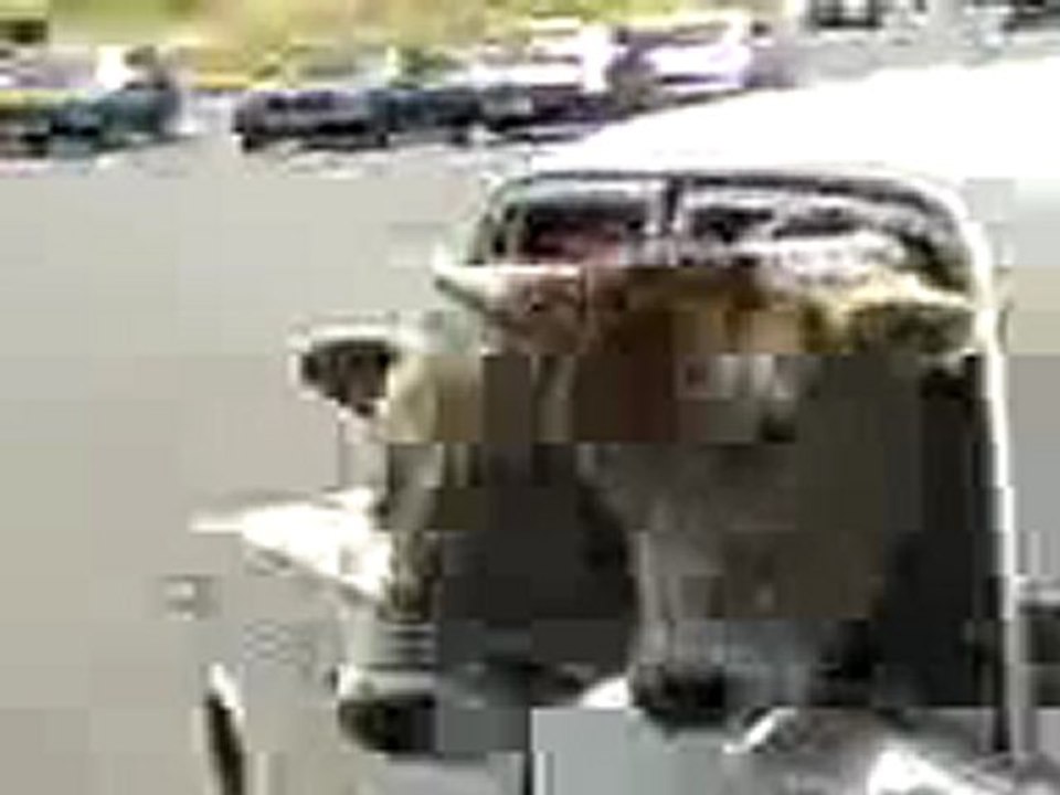 0210 - Deux vaches dans une voiture