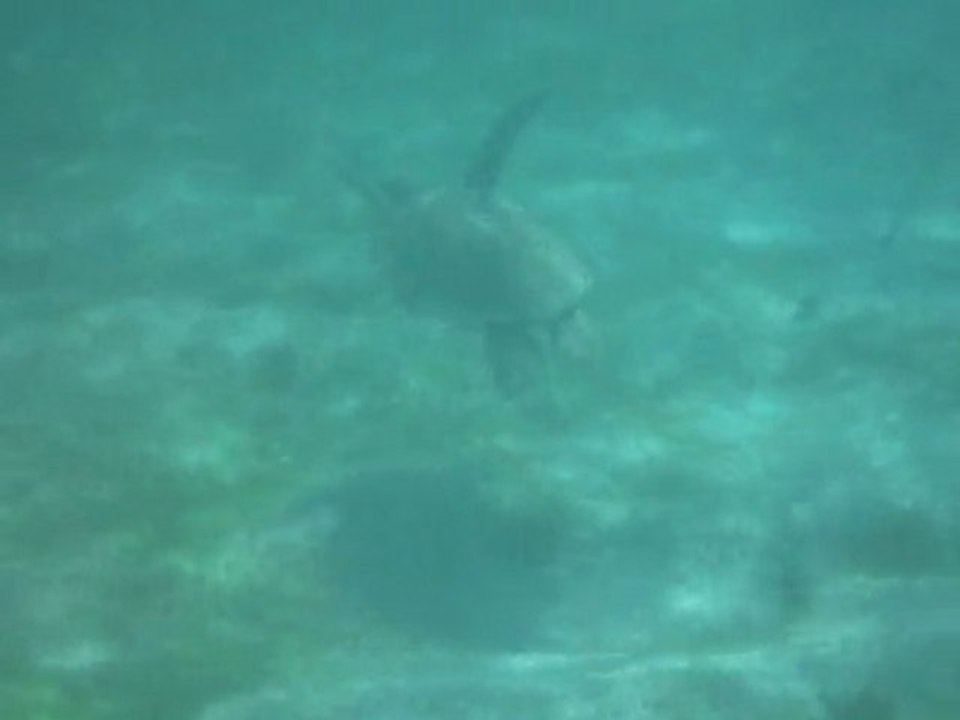 Tortue à Petite-Terre