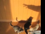 Gattini contro ombra