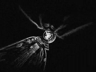 alexandre kinn - Marins