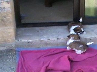 les chiots suite ....