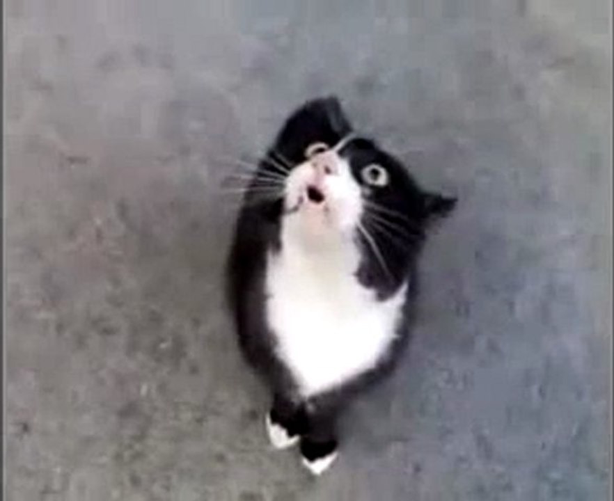 0214 - Chat qui parle