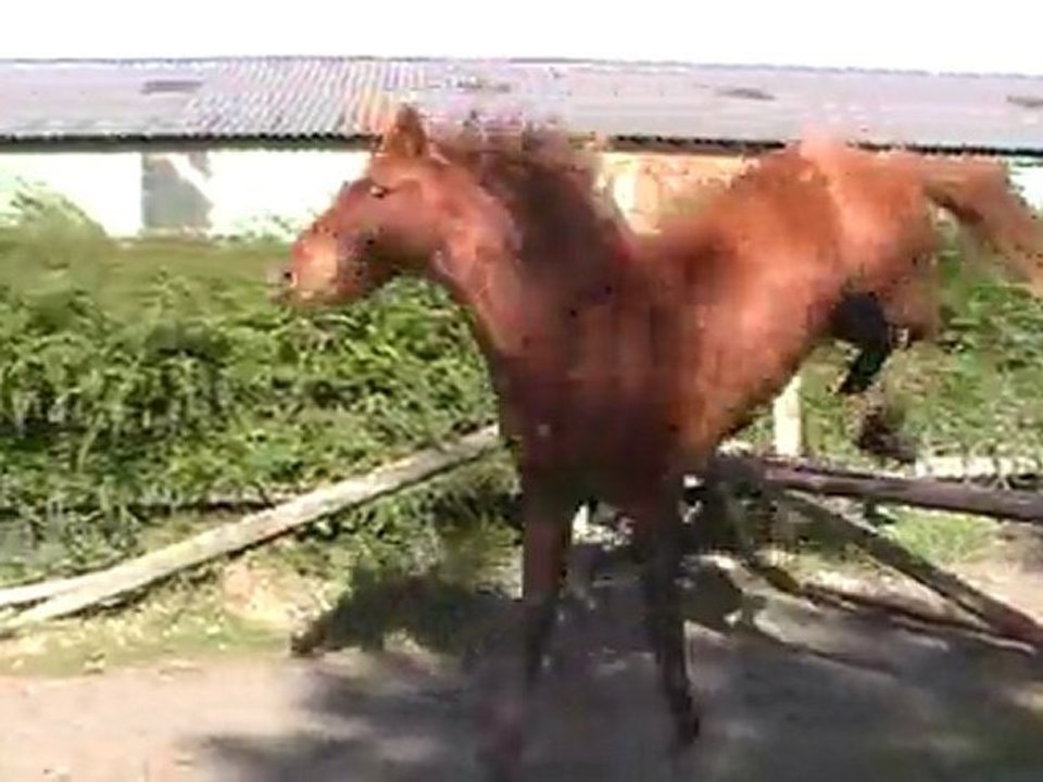 Unca (2)