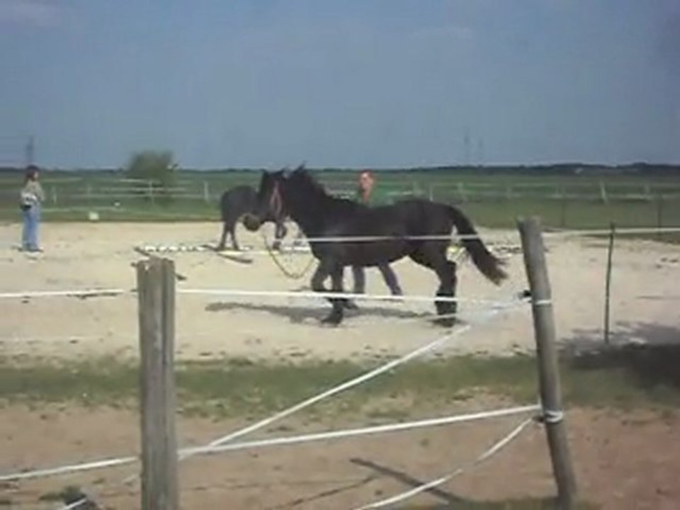 POULAINS MERENS 2 ANS: APPRENTISSAGE DES PROPRIETAIRES. DOSER LES ACTIONS. 17 04 2011.