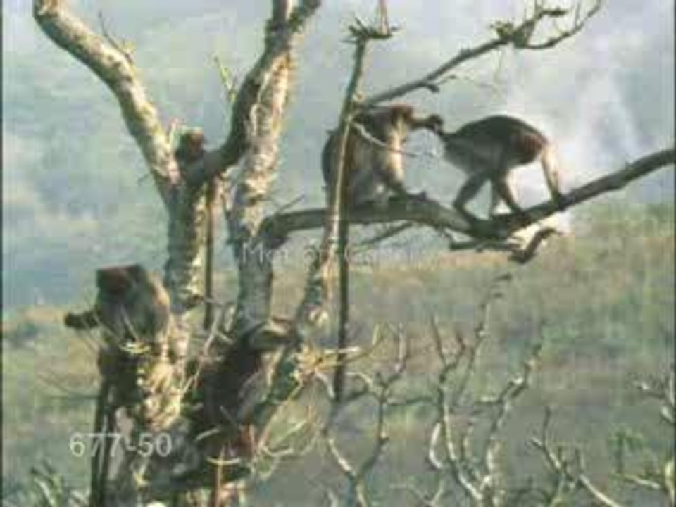 Monkeys