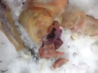 UFO Alien Body Discovered In Buryatia Russia April 2011