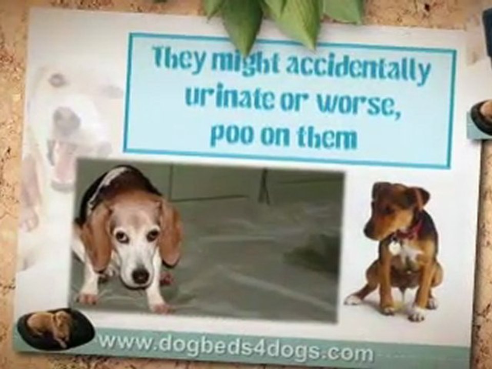 Are Dog Beds That Important?