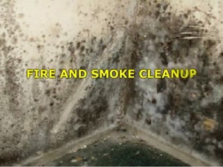 The Best Mold Cleanup Utah Companies