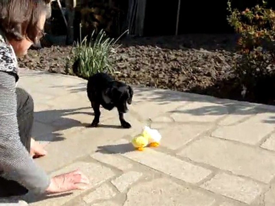 Cartoon face aux poussins de paques!