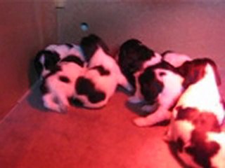 bébé belette  20 jours