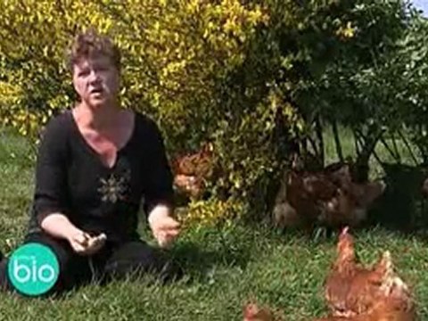 Ferme bio : élevage de poules