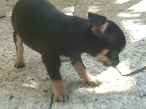 LE MALE les petits bébés né le 4 mars ( 7 semaines vendredi)