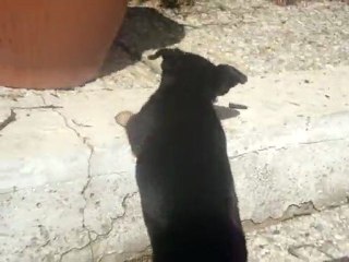 LES BEBES CHIHUAHUAS NOIRS