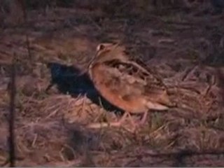 Çulluk Sesi www.avyaban.com - ergo