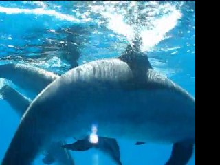 Bottelnose and Spinner dolphins interacting