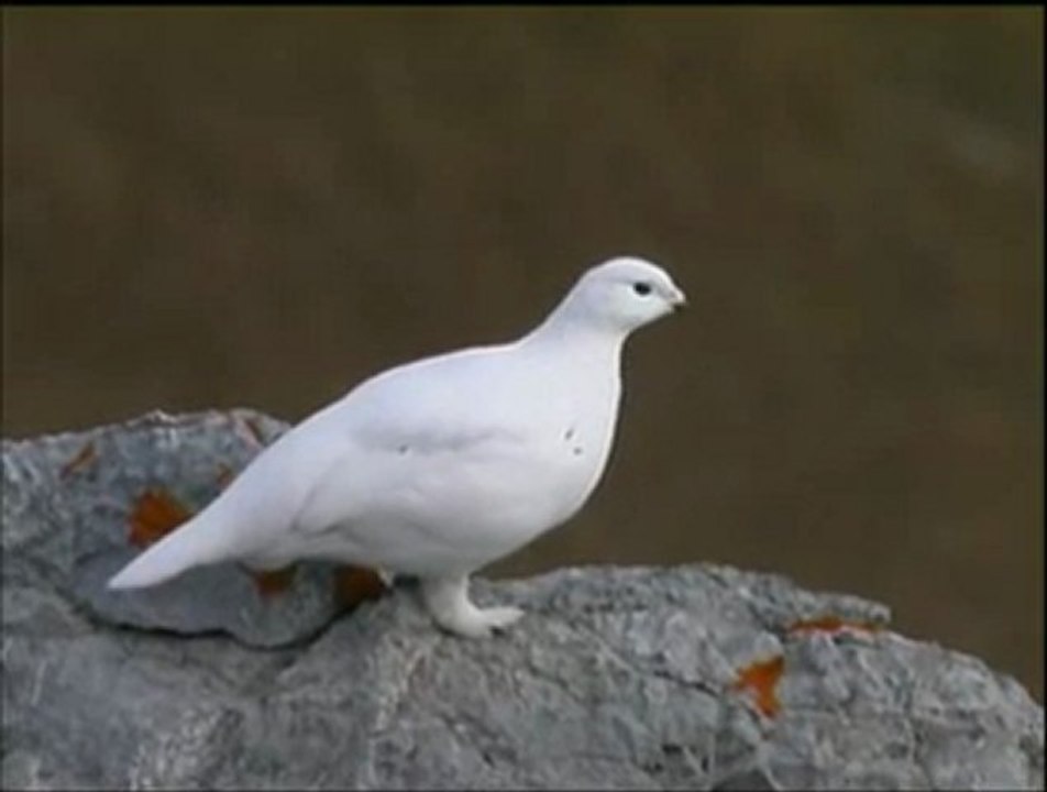 Beyaz Keklik www.avyaban.com - ergo