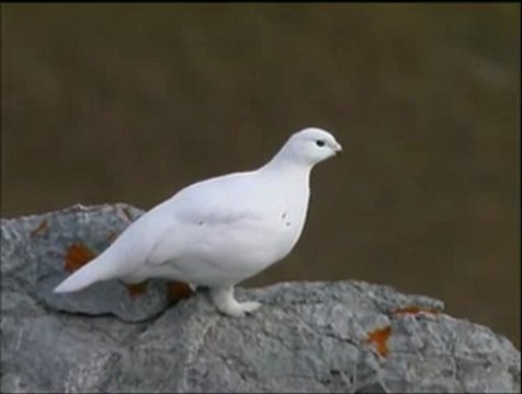 Beyaz Keklik avyaban.com - ergo