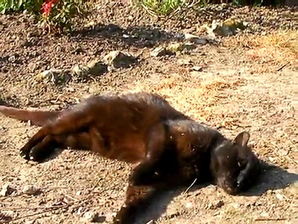 Mon chat Melka à Ecretteville les Baons