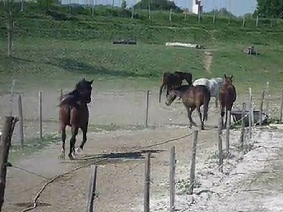 Les chevaux qui font les fous dans le pré :D