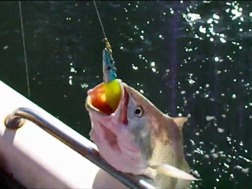 Peche au bassin d' arcachon en bateau