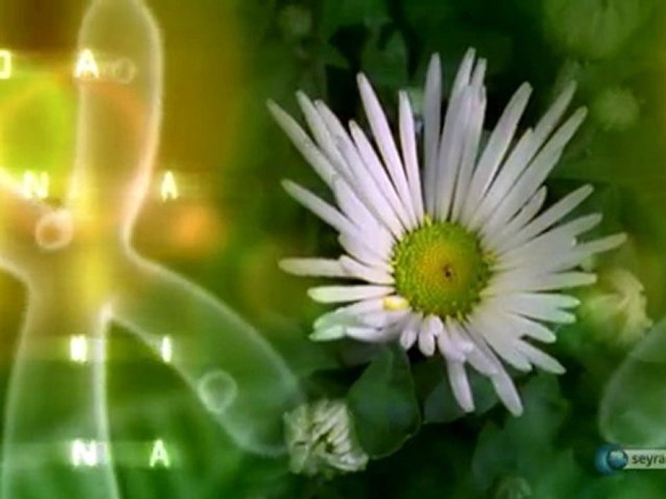 1-insa-delili