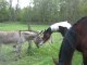 16.04.2011 Découverte des ânes à la Ferme des Vallées