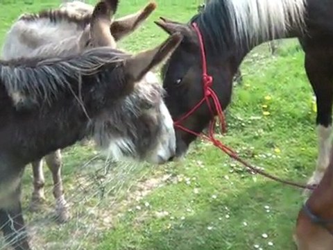 16.04.2011 Découverte des ânes