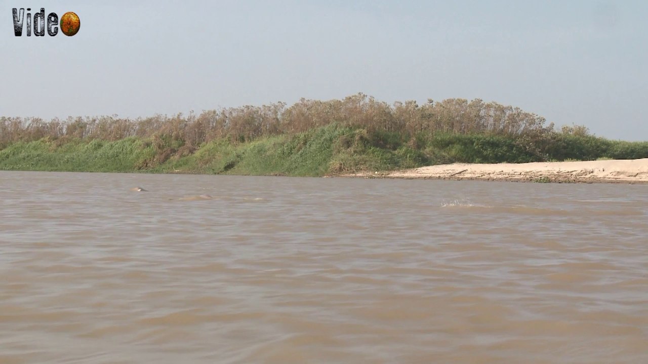 Tonina - Amazon river dolphin- Inia Geoffrensis