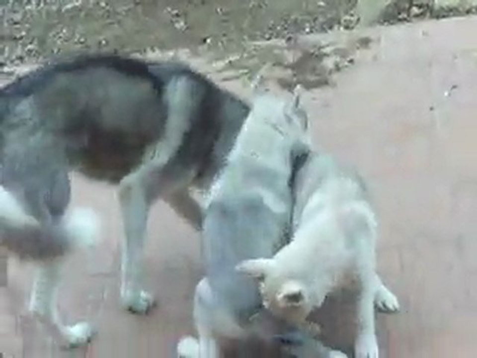 Baïka et Foxie